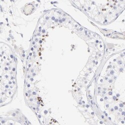 ACTRT1 Antibody, Novus Biologicals 0.1mL; Unlabeled:Antibodies, Polyclonal